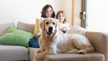 Modular Sectional Hacks for Busy Homes with Kids and Pets