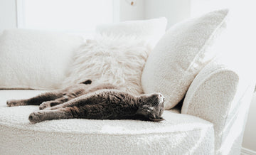 Furniture Fabrics That Resist Pet Hair & Alberta Dust