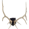Sika wall resin antlers | Calgary Furniture Store