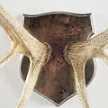 Sika wall resin antlers | Calgary Furniture Store