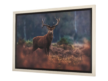 Glorious Stag 🇨🇦 | Calgary Furniture Store