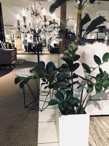 PROS AND CONS TO PLANTS IN THE BEDROOM
