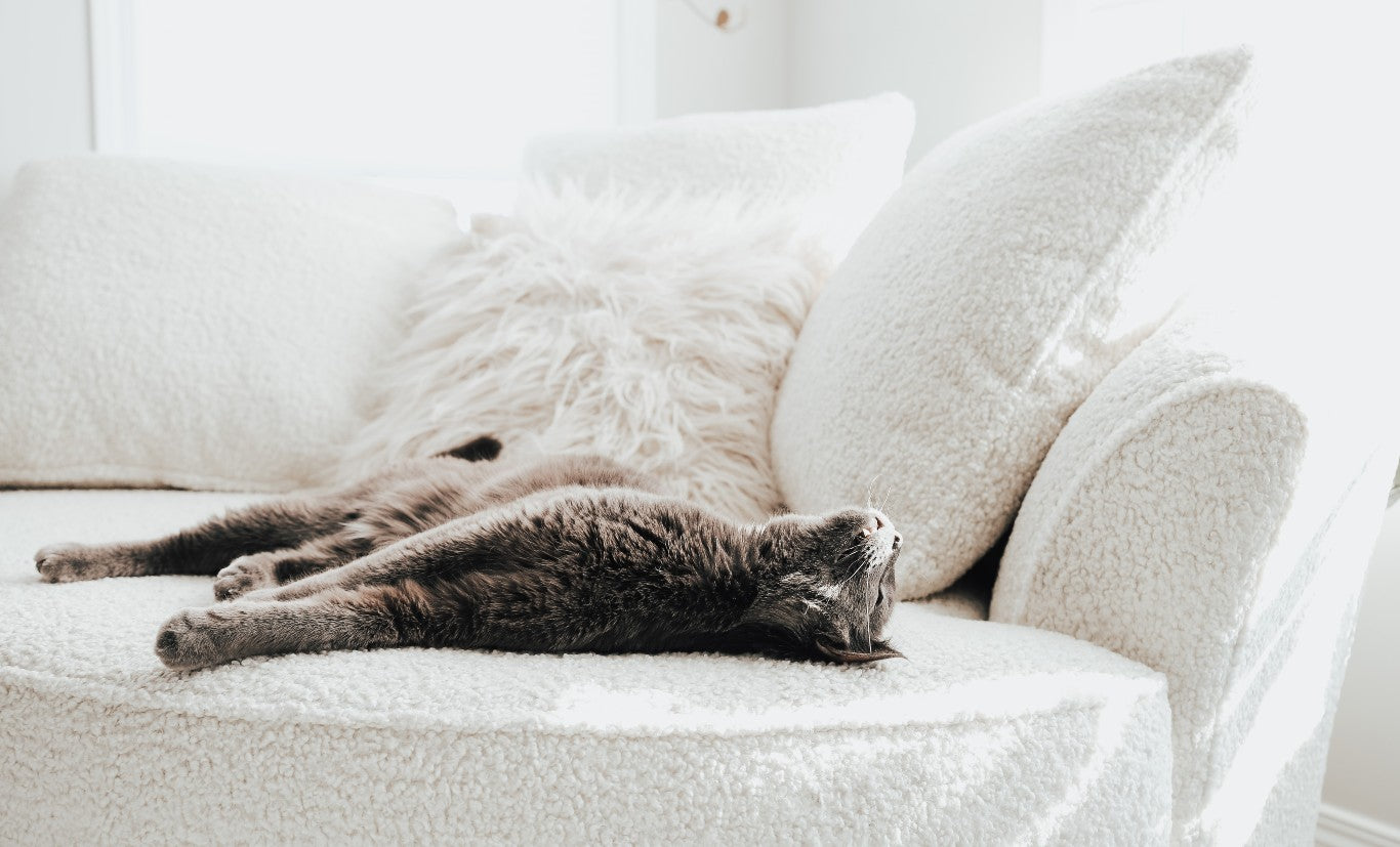 Furniture Fabrics That Resist Pet Hair & Alberta Dust