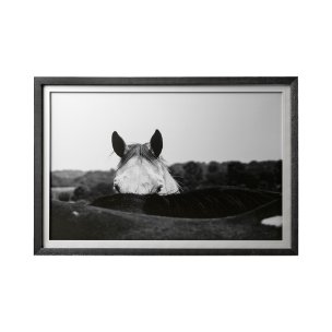 Flirt Framed Horse Photo Art Print Matted Under Glass