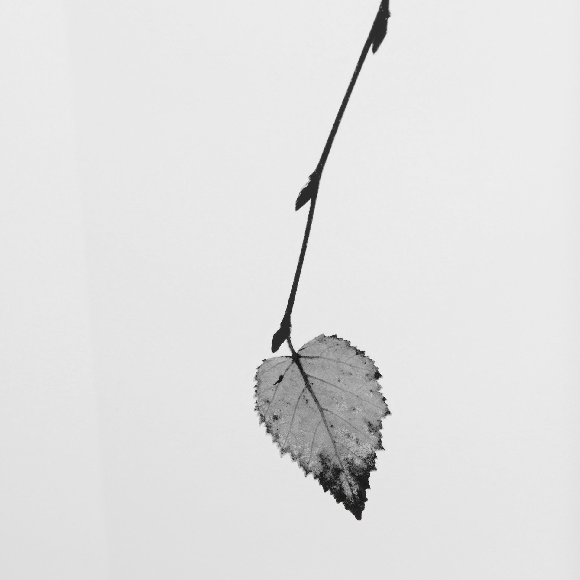 Solo by Rebecca Cozart Hand-Embellished Textured Framed Wall Art Print