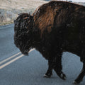 Bison Crossing Hand Embelished Textured Framed Photo Art - Calgary Furniture Store