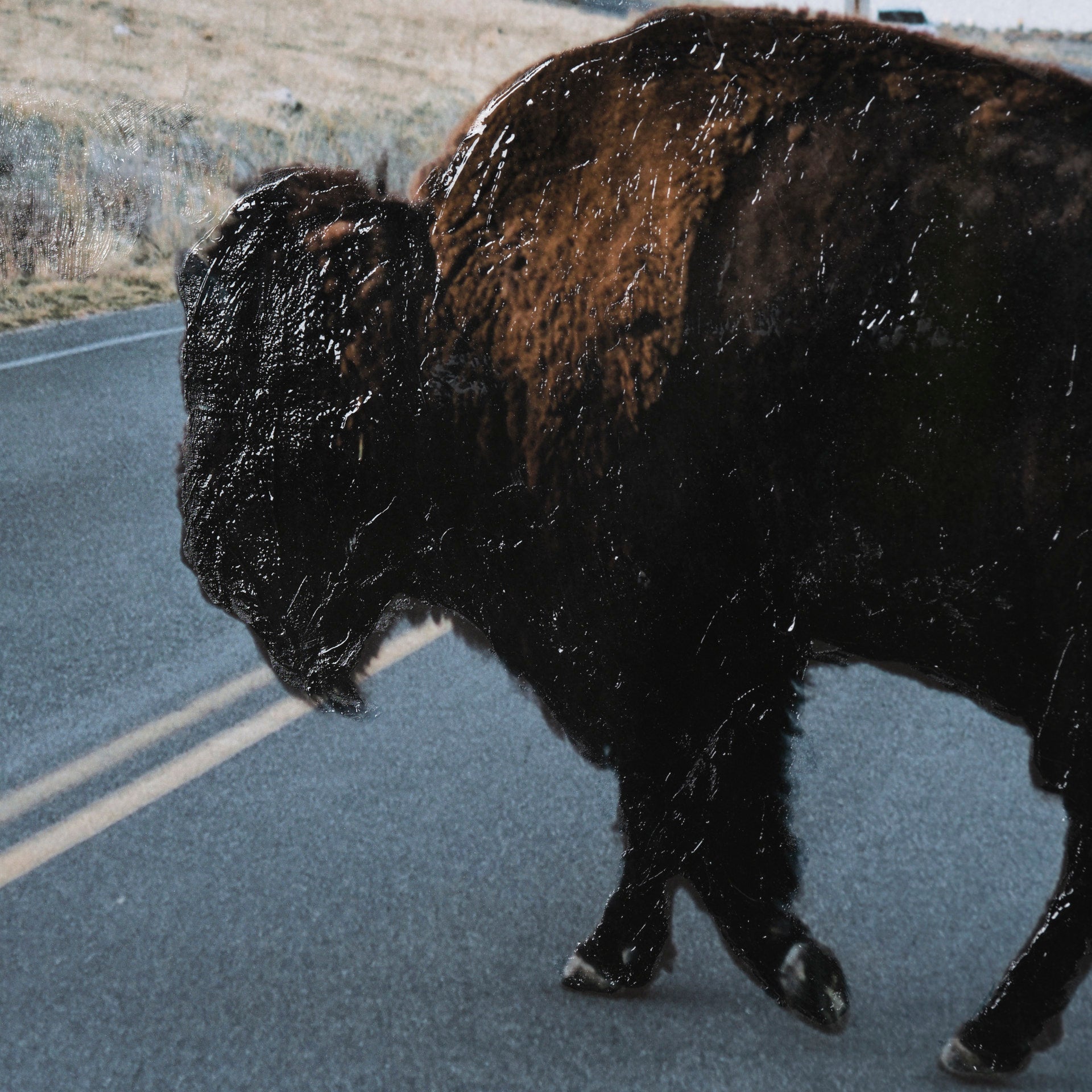 Bison Crossing Hand Embelished Textured Framed Photo Art - Calgary Furniture Store