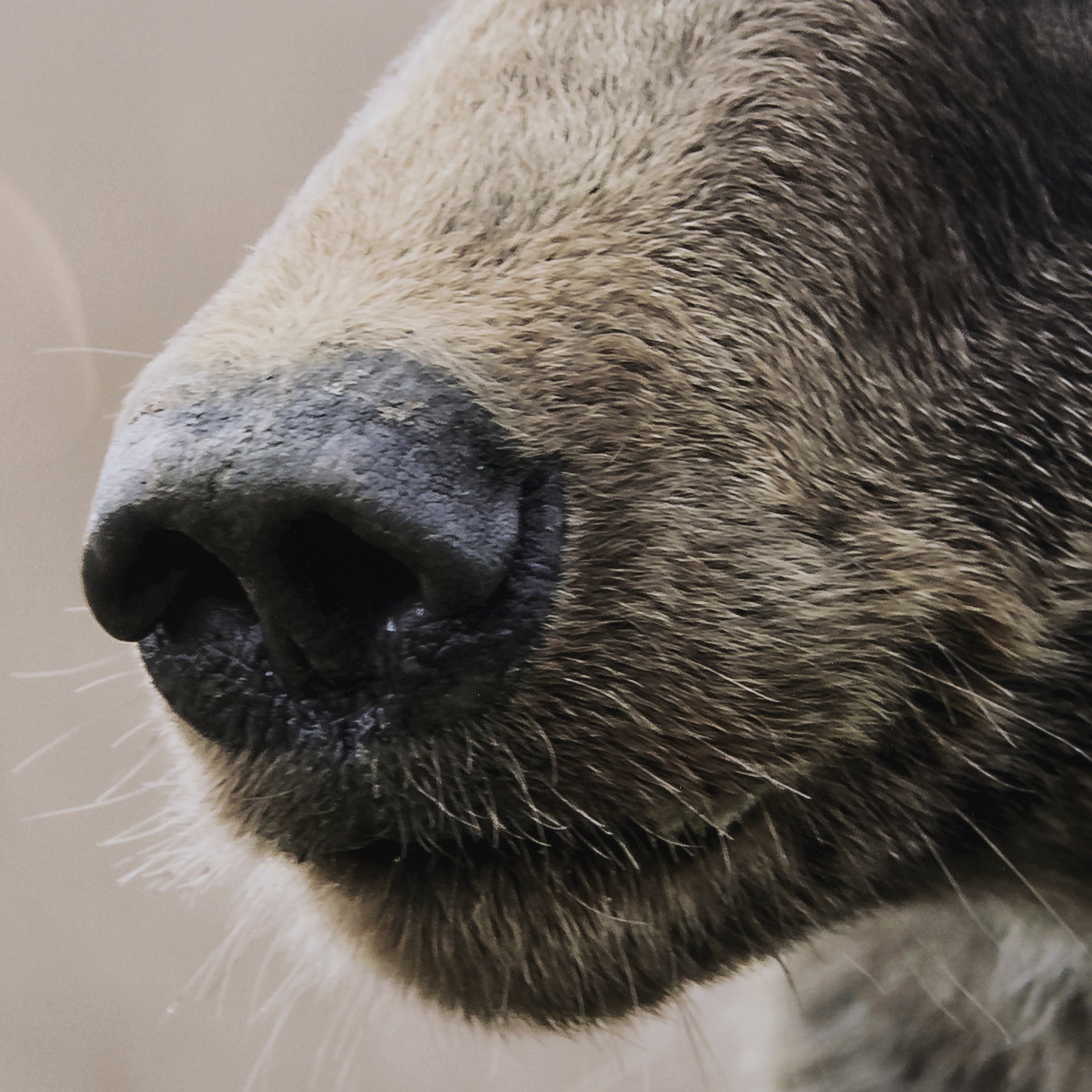 Bear Focus - Framed Art Photo Matted under Glass - Calgary Furniture Store