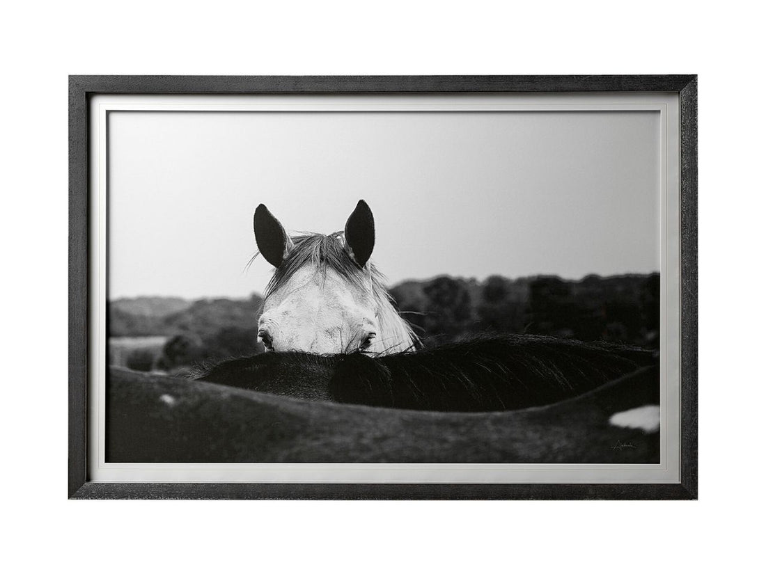 Black and white framed photograph of a horse's head peeking over a field in Calgary in a white background