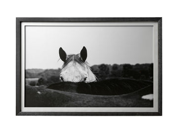 Black and white framed photograph of a horse's head peeking over a field in Calgary in a white background