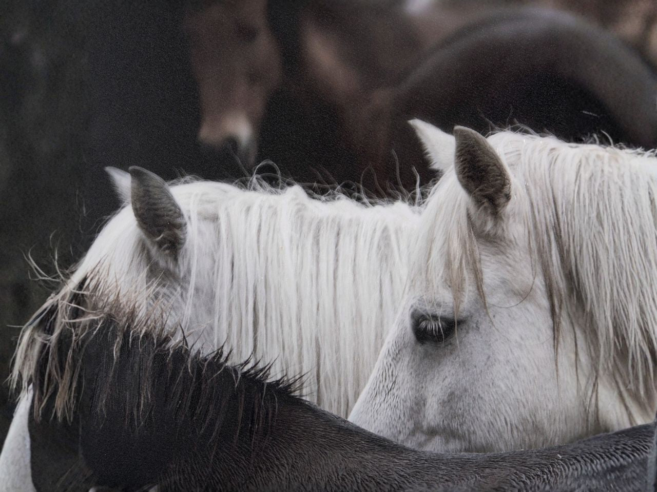 Hand-Embellished Framed Close Up Photo Art Custom White Horses Print in Calgary 