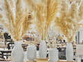 Pampas Grass - Calgary Furniture Store