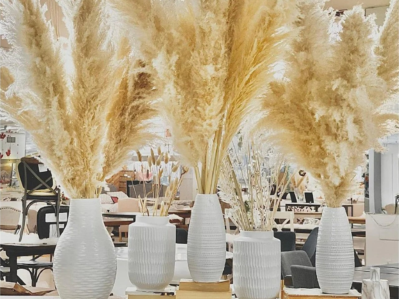 Pampas Grass - Calgary Furniture Store
