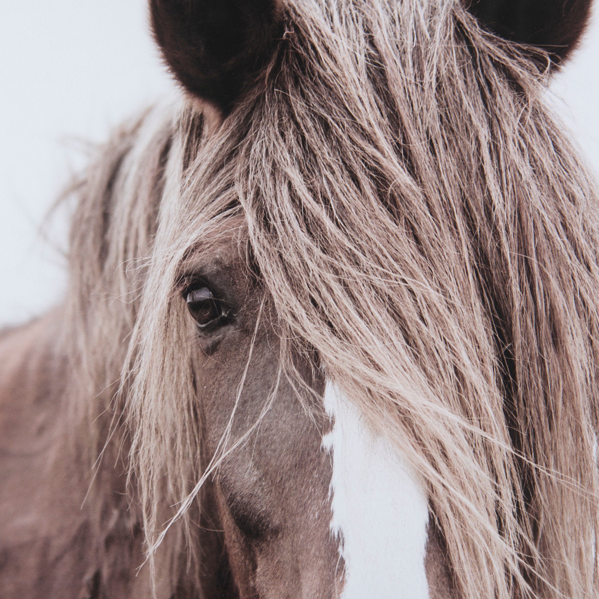 Wild Mane | Calgary Furniture Store