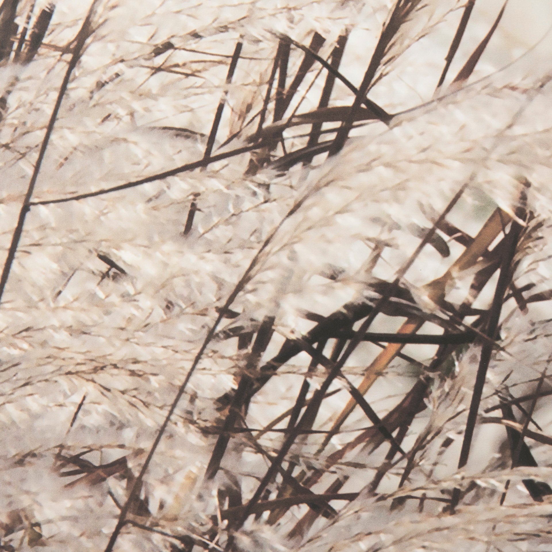 Nature's Melody Wall Art 🇨🇦 | Calgary Furniture Store