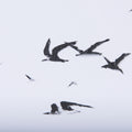 Fly Away 🇨🇦 | Calgary Furniture Store