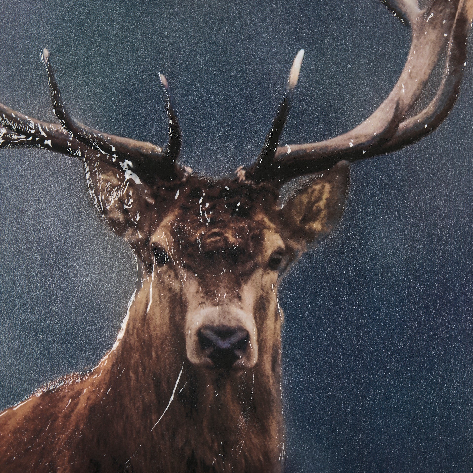 Glorious Stag 🇨🇦 | Calgary Furniture Store