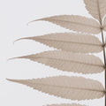 Lithe Leaves 🇨🇦 | Calgary Furniture Store