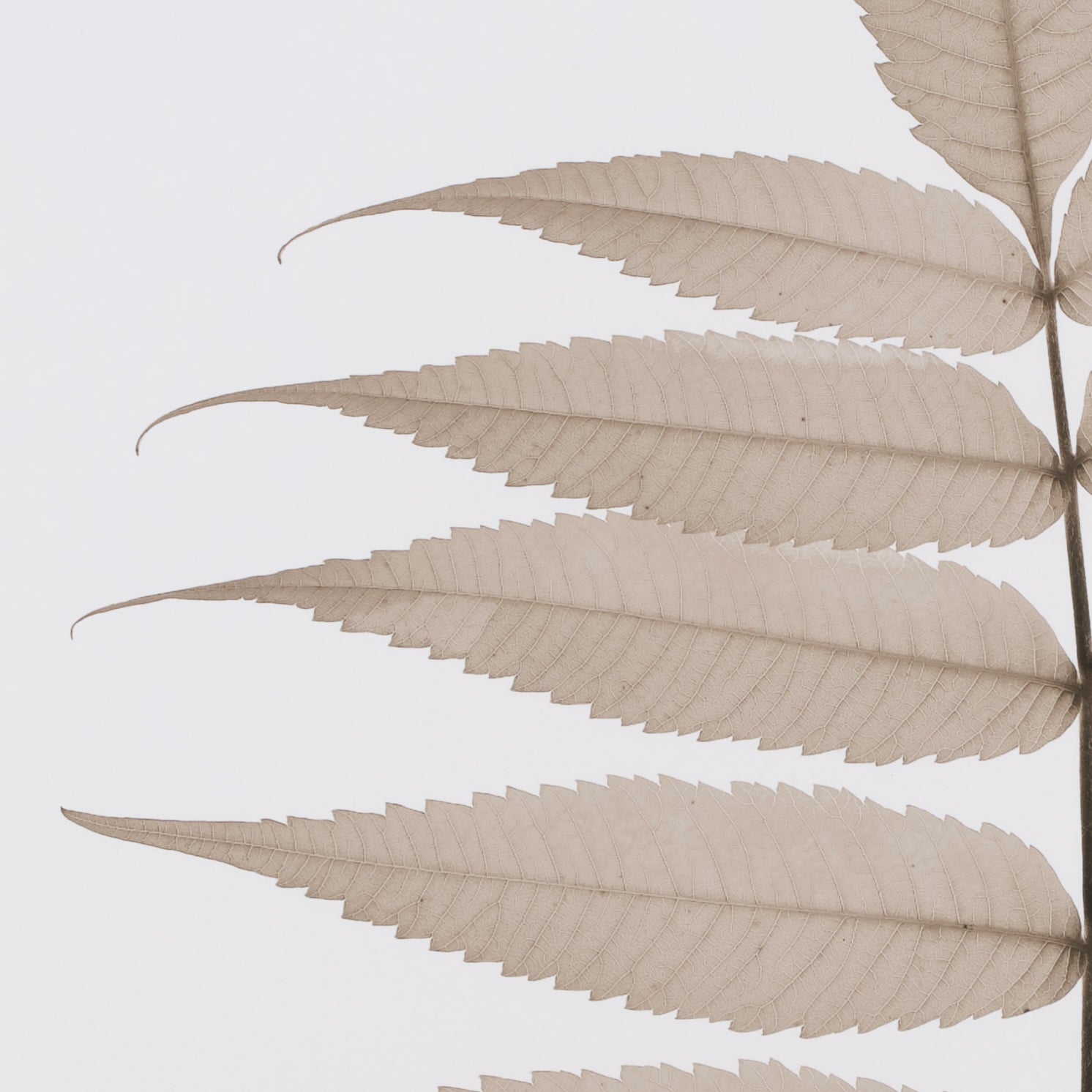 Lithe Leaves 🇨🇦 | Calgary Furniture Store