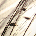 Organic I | Calgary Furniture Store