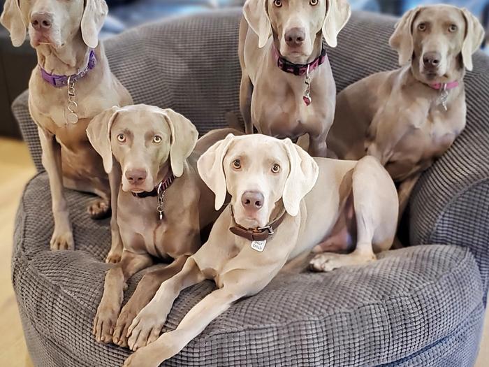 Dog chairs for shop sale