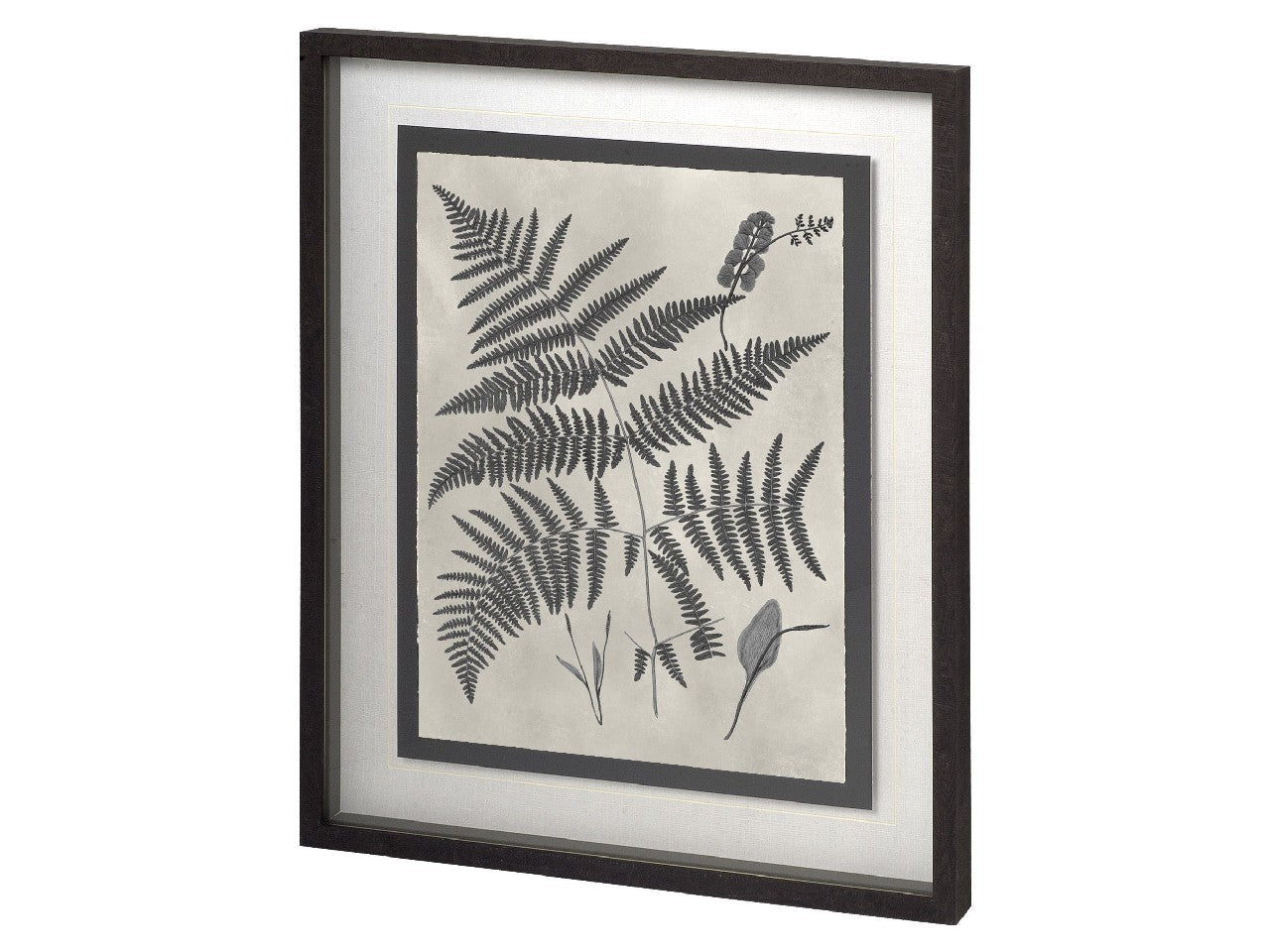 Vintage Fern Study IV | Calgary Furniture Store