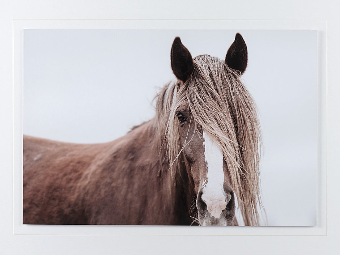 Wild Mane | Calgary Furniture Store