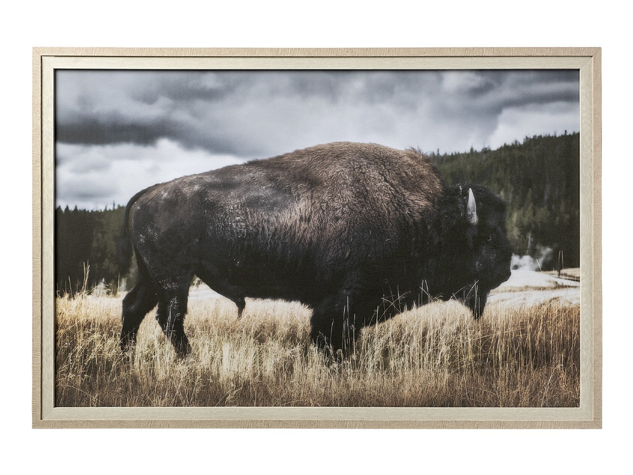 Yellowstone Bison | Calgary Furniture Store