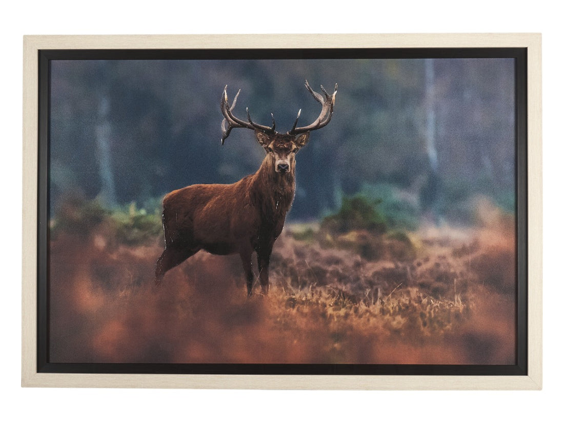 Glorious Stag 🇨🇦 | Calgary Furniture Store